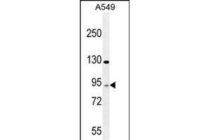 TAG Antibody (Center) 10962c western blot analysis in A549 cell line lysates (35 μg/lane). (TAGAP Antikörper  (AA 103-129))