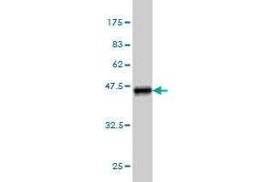 Western Blotting (WB) image for anti-serum/glucocorticoid Regulated Kinase Family, Member 3 (SGK3) (AA 1-130) antibody (ABIN565148)
