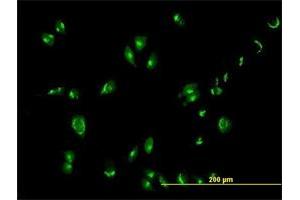 Immunofluorescence (IF) image for anti-Golgin A1 (GOLGA1) (AA 1-767) antibody (ABIN947928)