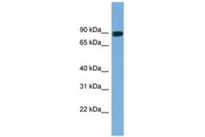 Image no. 1 for anti-Actin Filament Associated Protein 1 (AFAP1) (AA 301-350) antibody (ABIN6744207) (AFAP Antikörper  (AA 301-350))