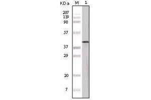 Image no. 1 for anti-Ovalbumin (OVA) antibody (ABIN1496264) (Ovalbumin Antikörper)