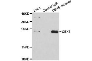 Immunoprecipitation analysis of 200ug extracts of HeLa cells using 1ug CBX5 antibody. (CBX5 Antikörper)