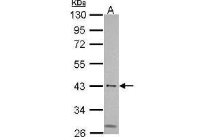 WB Image Sample (30 ug of whole cell lysate) A: 293T 10% SDS PAGE antibody diluted at 1:500