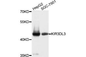 Western blot analysis of extracts of various cell lines, using KIR3DL3 antibody. (KIR3DL3 Antikörper)