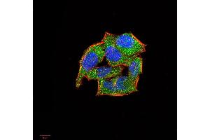 Immunocytochemistry (ICC) image for anti-Selectin L (SELL) (AA 83-186) antibody (ABIN5870377) (L-Selectin Antikörper  (AA 83-186))