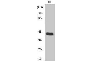 Western Blotting (WB) image for anti-Caspase 1 (CASP1) (Ser197) antibody (ABIN3183664) (Caspase 1 Antikörper  (Ser197))