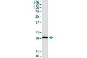 RPL29 MaxPab polyclonal antibody. (RPL29 Antikörper  (AA 1-157))