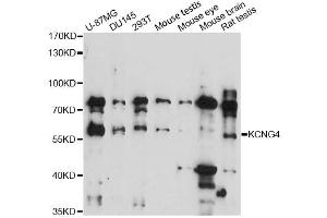 Western blot analysis of extracts of various cell lines, using KCNG4 antibody (ABIN6292513) at 1:3000 dilution. (KCNG4 Antikörper)