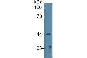 Western Blot; Sample: Rat Lung lysate; Primary Ab: 2µg/ml Rabbit Anti-Rat SIRT7 Antibody Second Ab: 0.