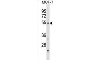Western Blotting (WB) image for anti-Nuclear Factor, Interleukin 3 Regulated (NFIL3) antibody (ABIN2998925) (NFIL3 Antikörper)