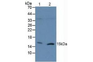 Western blot analysis of (1) Human 293T Cells and (2) Human Raji Cells. (H2AFX Antikörper  (AA 2-143))