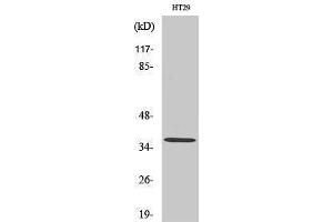 Western Blotting (WB) image for anti-Olfactory Receptor, Family 51, Subfamily T, Member 1 (OR51T1) (Internal Region) antibody (ABIN6281848)