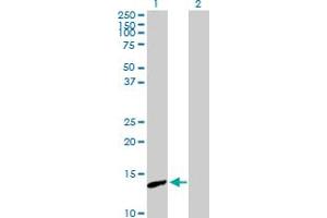 Western Blot analysis of PNCK expression in transfected 293T cell line by PNCK MaxPab polyclonal antibody. (PNCK Antikörper  (AA 1-121))