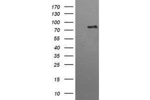 Image no. 2 for anti-Hepatocyte Growth Factor-Regulated tyrosine Kinase Substrate (HGS) antibody (ABIN1498718) (HGS Antikörper)