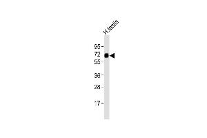 Anti-ZFP91 Antibody (Center)at 1:2000 dilution + human testis lysates Lysates/proteins at 20 μg per lane. (ZFP91 Antikörper  (AA 216-245))