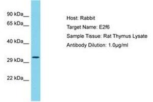 Image no. 1 for anti-E2F Transcription Factor 6 (E2F6) (AA 101-150) antibody (ABIN6750462) (E2F6 Antikörper  (AA 101-150))