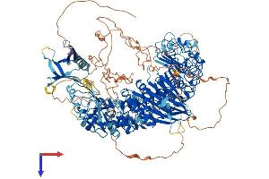 PHLPP2 Protein (AA 1-1323) (His tag)