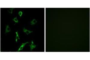 Immunofluorescence analysis of COS7 cells, using OR5B3 Antibody. (OR5B3 Antikörper  (AA 157-206))