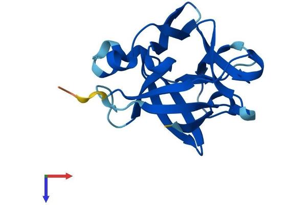 IL1F10 Protein (AA 1-152) (His tag)