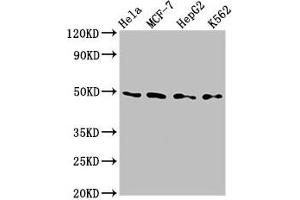 Western Blot Positive WB detected in: Hela whole cell lysate, MCF-7 whole cell lysate, HepG2 whole cell lysate, K562 whole cell lysate All lanes: TEAD4 antibody at 2. (TEAD4 Antikörper  (AA 74-434))