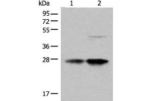 Western blot analysis of HL-60 and HEPG2 cell lysates using COA7 Polyclonal Antibody at dilution of 1:550 (C1orf163 Antikörper)