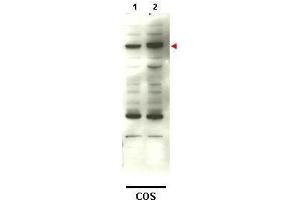Western blot using  affinity purified anti-SMAD4 to detect over-expressed SMAD4 in transfected COS cells (lane 2). (SMAD4 Antikörper)