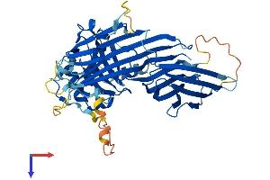 AP4M1 Protein (AA 1-453) (His tag)