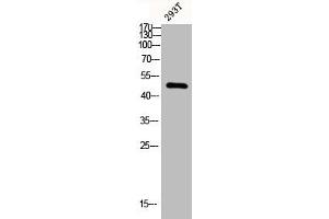 Western blot analysis of 293T lysis using ChemR23 antibody.