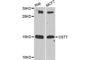 Western blot analysis of extract of Raji and MCCF7 cells, using CST7 antibody. (CST7 Antikörper)