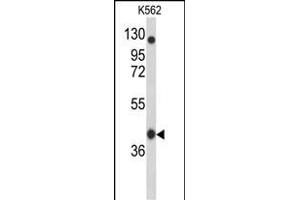 Western blot analysis of OBEC3F Antibody (N-term) 9176a in K562 cell line lysates (35 μg/lane). (APOBEC3F Antikörper  (N-Term))
