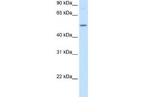 WB Suggested Anti-BHMT Antibody  Titration: 2. (BHMT Antikörper  (N-Term))
