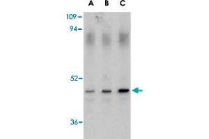 Western blot analysis of CASP1 in HeLa cell lysate with CASP1 polyclonal antibody  at (A) 0.