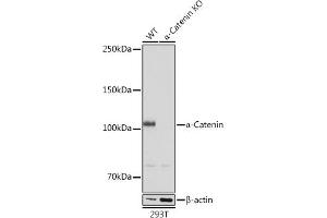Western blot analysis of extracts from wild type (WT) and α-Catenin knockout (KO) 293T cells, using α-Catenin antibody (ABIN7266133) at 1:1000 dilution. (CTNNA1 Antikörper)