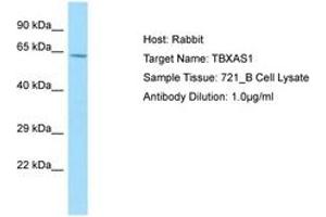 Image no. 1 for anti-thromboxane A Synthase 1 (Platelet) (TBXAS1) (AA 284-333) antibody (ABIN6750000) (TBXAS1 Antikörper  (AA 284-333))