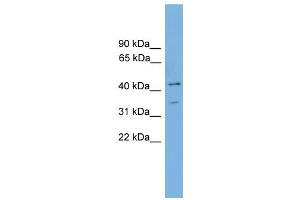 WB Suggested Anti-Foxj1 Antibody Titration:  0. (FOXJ1 Antikörper  (Middle Region))