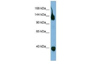WB Suggested Anti-SEMA6A Antibody Titration:  0.