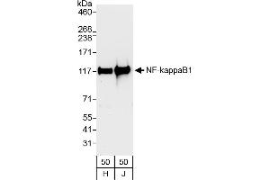 Western Blotting (WB) image for anti-Nuclear Factor of kappa Light Polypeptide Gene Enhancer in B-Cells 1 (NFKB1) (AA 918-968) antibody (ABIN7451892)