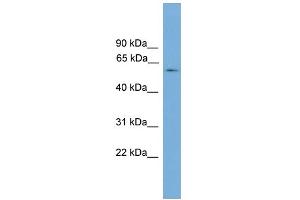 WB Suggested Anti-ATG16L1 Antibody Titration: 0. (ATG16L1 Antikörper  (N-Term))