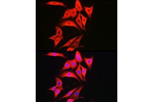 Immunofluorescence analysis of NIH/3T3 cells using C Rabbit pAb (ABIN7266110) at dilution of 1:50 (40x lens). (Caspase 1 Antikörper)