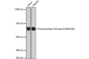 Western blot analysis of extracts of various cell lines, using Monoamine Oxidase B (MAOB) (MAOB) Rabbit mAb (ABIN7268682) at 1:1000 dilution. (Monoamine Oxidase B Antikörper)