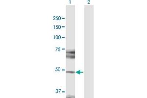 Western Blot analysis of HDAC3 expression in transfected 293T cell line by HDAC3 MaxPab polyclonal antibody. (HDAC3 Antikörper  (AA 1-428))
