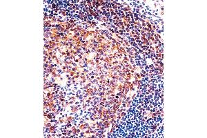 PTGIR Antibody immunohistochemistry analysis in formalin fixed and paraffin embedded human tonsil tissue followed by peroxidase conjugation of the secondary antibody and DAB staining.