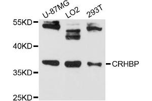 Western blot analysis of extracts of various cell lines, using CRHBP antibody (ABIN6291541) at 1:3000 dilution. (CRHBP Antikörper)