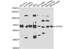 Western blot analysis of extracts of various cell lines, using ACAD9 antibody. (ACAD9 Antikörper)