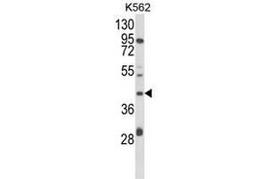 Western blot analysis of COQ3 Antibody (Center) in K562 cell line lysates (35ug/lane). (COQ3 Antikörper  (Middle Region))