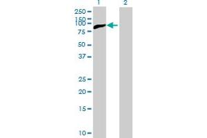 Western Blot analysis of RPS6KB1 expression in transfected 293T cell line by RPS6KB1 MaxPab polyclonal antibody.