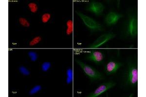 Histone H3 acetyl Lys36 antibody tested by immunofluorescence. (Histone 3 Antikörper  (H3K36ac))