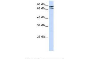 Image no. 1 for anti-Zinc Finger Protein 572 (ZNF572) (AA 38-87) antibody (ABIN6739133) (ZNF572 Antikörper  (AA 38-87))