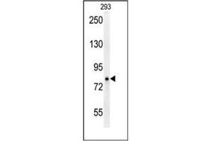 Western blot analysis of P protein Antibody (N-term) in 293 cell line lysates (35ug/lane).