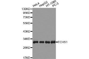Western Blotting (WB) image for anti-Enoyl CoA Hydratase, Short Chain, 1, Mitochondrial (ECHS1) (AA 28-290) antibody (ABIN6220388) (ECHS1 Antikörper  (AA 28-290))